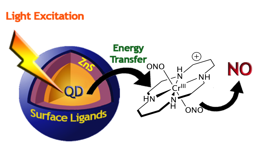 FRET energy transfer from QD to 'caged' NO complex CrONO